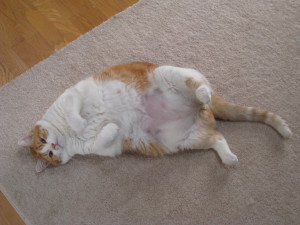 fat_cat